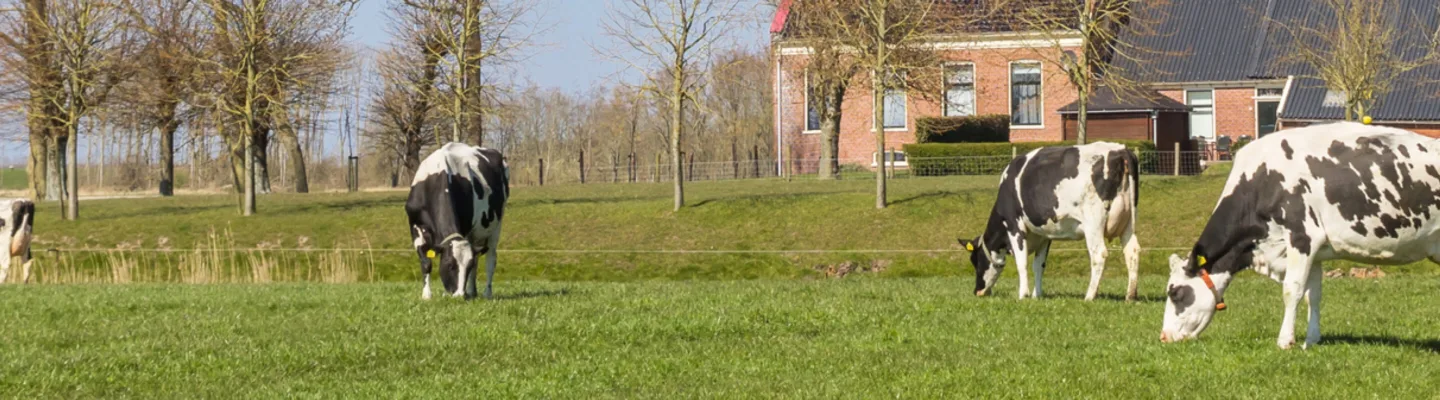 Grazende koeien in de wei