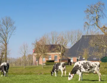 Grazende koeien in de wei