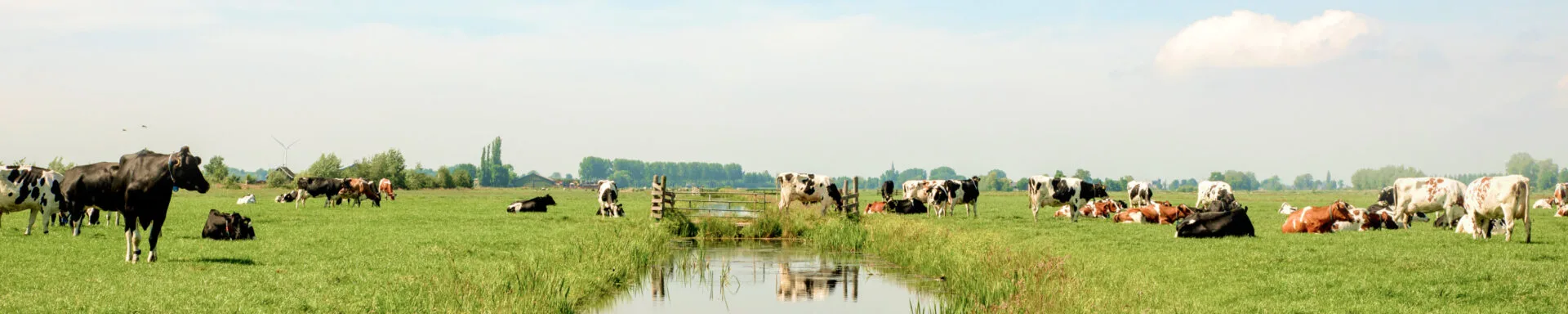 Brede weide met koeien die grazen