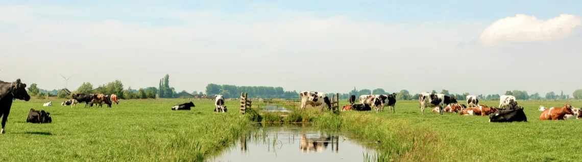 Brede weide met koeien die grazen