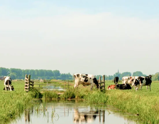Brede weide met koeien die grazen