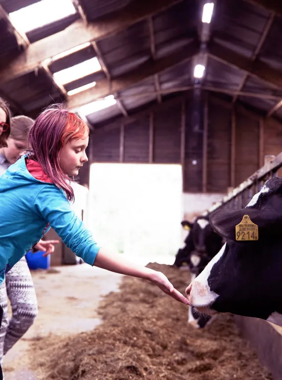 Kind steekt hand uit naar koe