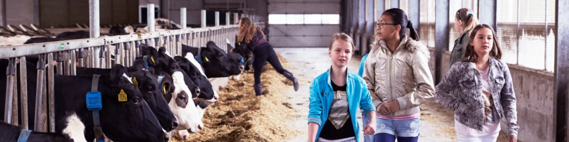 Kinderen bij de koeien op de boerderij