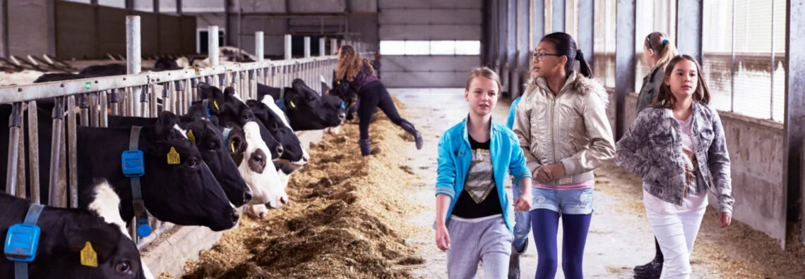 Kinderen bij de koeien op de boerderij