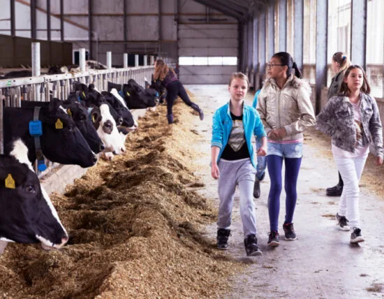 Kinderen bij de koeien op de boerderij