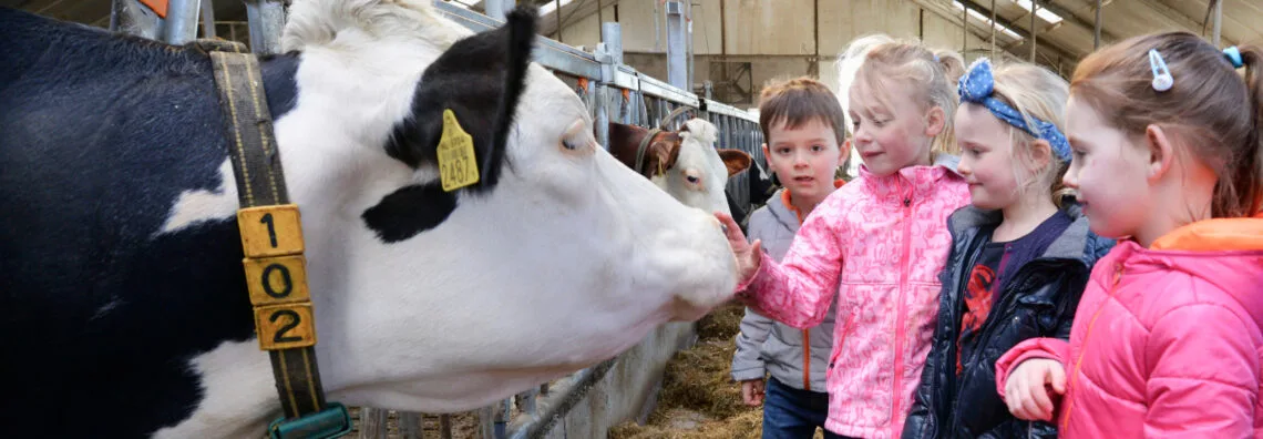 Kinderen bij de koe in de stal