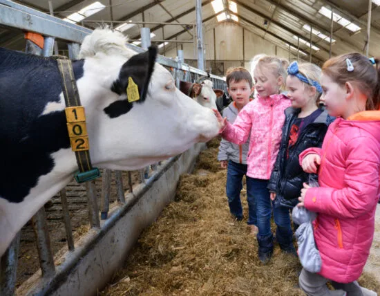 Kinderen bij de koe in de stal