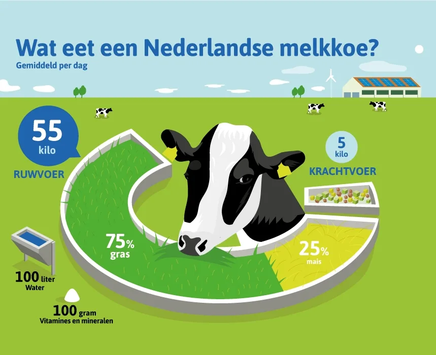 Wat eet een koe?