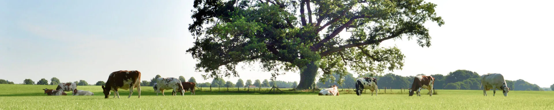 Koeien in de wei bij de boom