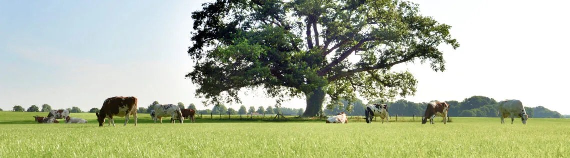 Koeien in de wei bij de boom